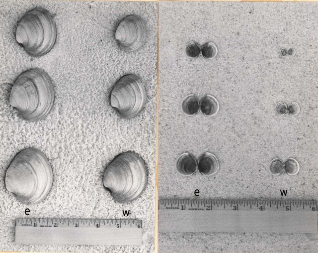 The smallest, average, and largest hard clams and cockles, grown for the same length of time at two apprently similar stations, illustrating the super Picture