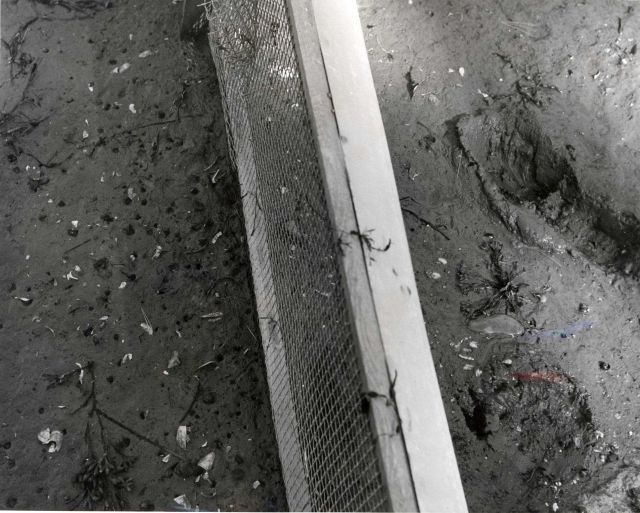 Portion of clam flats at Sam's Cove illustrating excellent survival of clams within the fenced area (siphon holes at left) and no survival outside (ri Picture