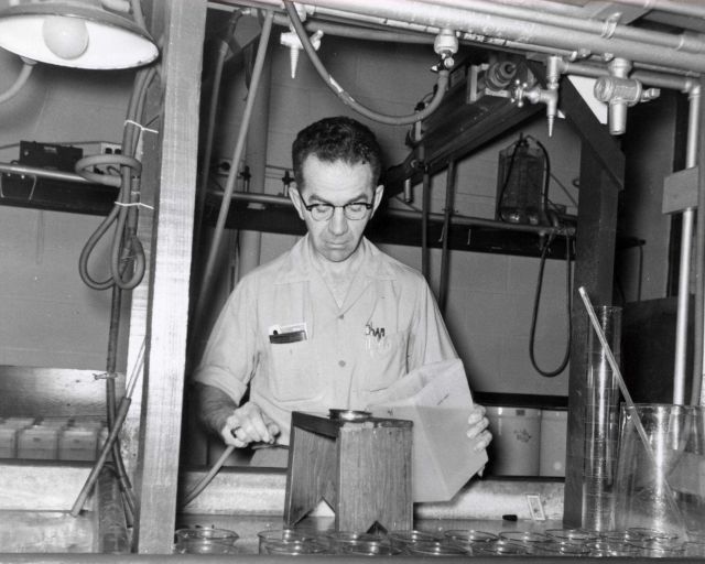 Harry Davis, Fishery Research Biologist at the Milford Laboratory, changes water in cultures of clam larvae every other day and then adds food Picture