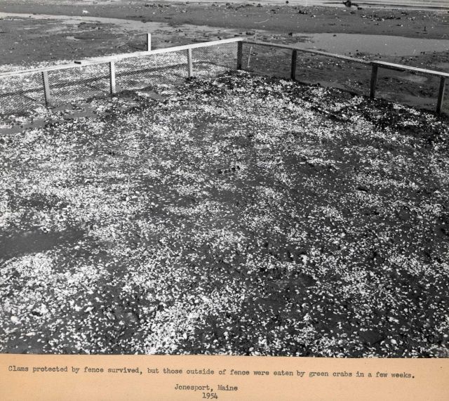 Clams protected by fence survived but those outside of fence were eaten by green crabs within a few weeks. Picture