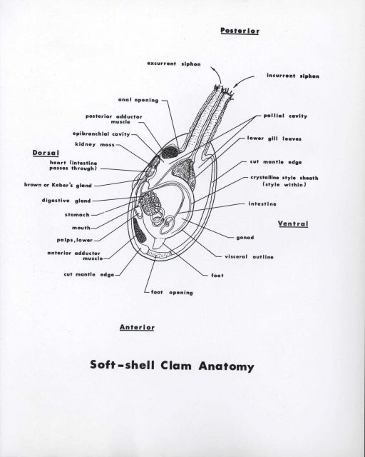 Soft-shell clam anatomy in FWS BCF Circular 162 Picture