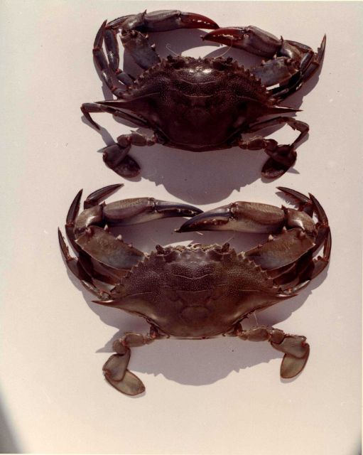 The blue crab (Callinectes sapidus) Picture