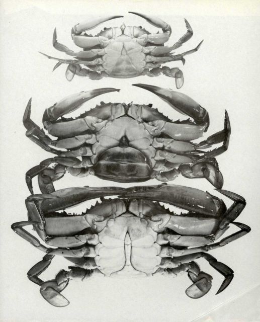 The sex of the blue crab is easily recognizable by the shape of the abdomen Picture