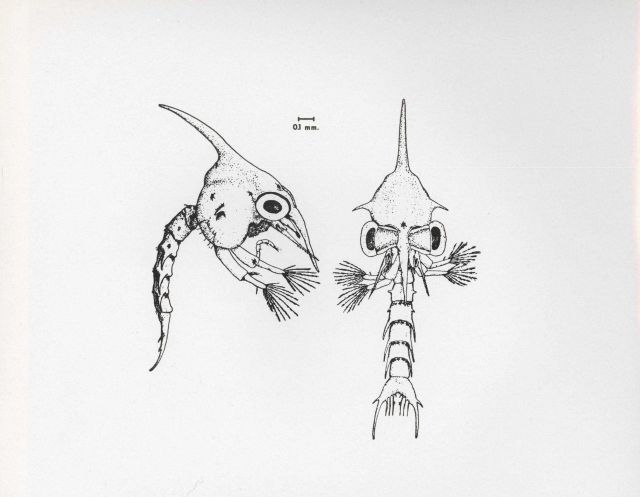 A zoea, the first larval form of the blue crab Picture