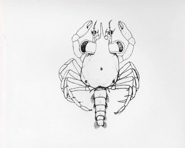 A megalops, the second larval form of the blue crab Picture
