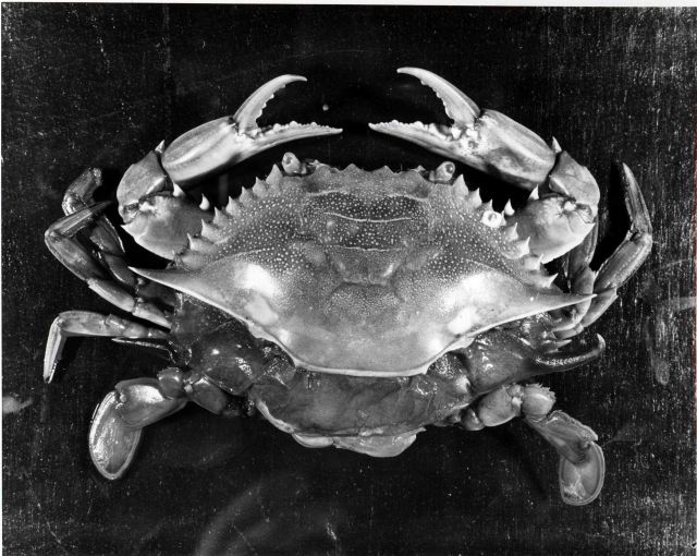 Molting Picture