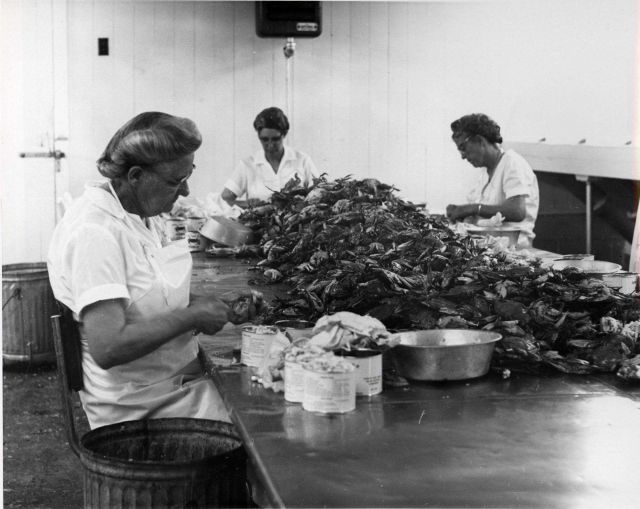 Picking the meat from bule crabs is still a tedious, hand operation Picture