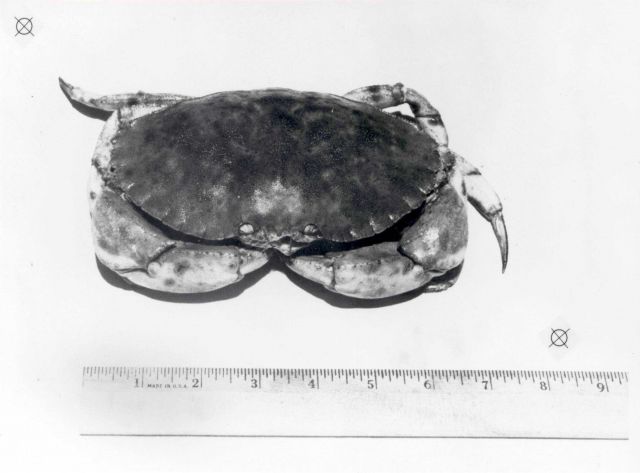 Jonah crab Picture
