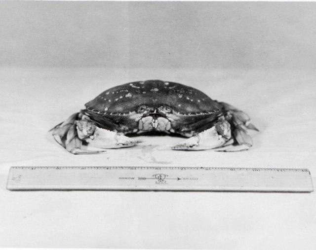 Female dungeness crab. Picture