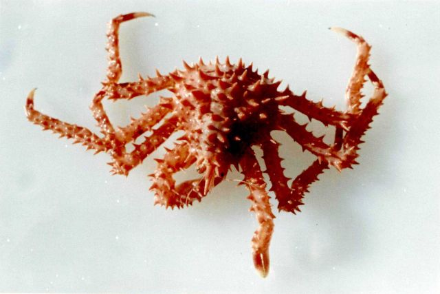 King crab (Paralithodes camtschaticus) Picture