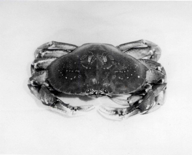 Large male dungeness crab. Picture