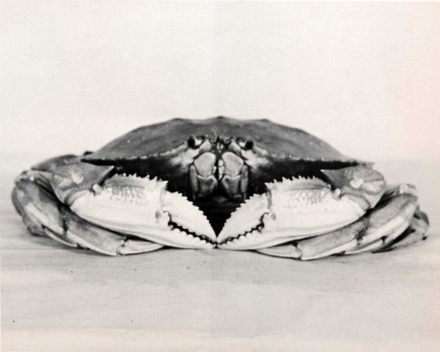 Male dungeness crab- front view. Picture