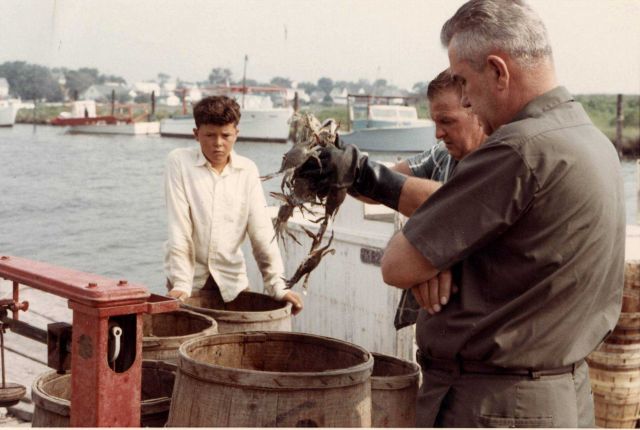 Weighing blue crabs Picture
