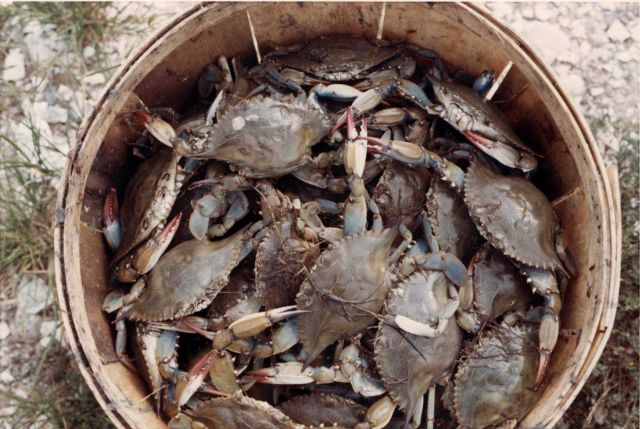 Bushel basket full of blue crabs Picture