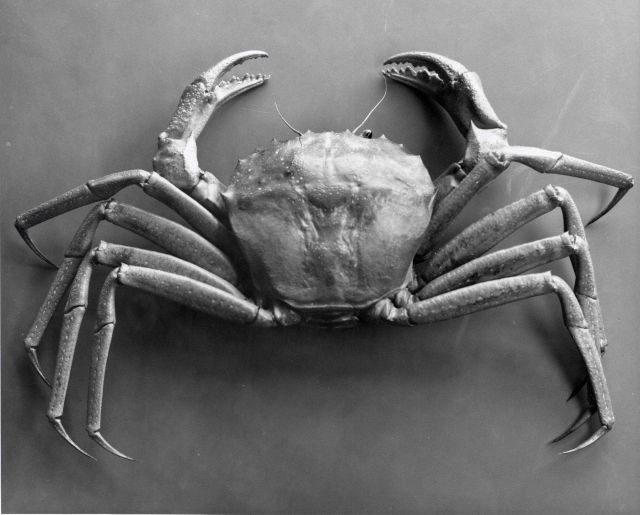 Red crab Picture
