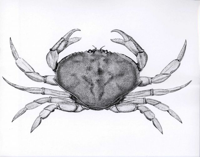 Dungeness crab (Cancer magister) Picture
