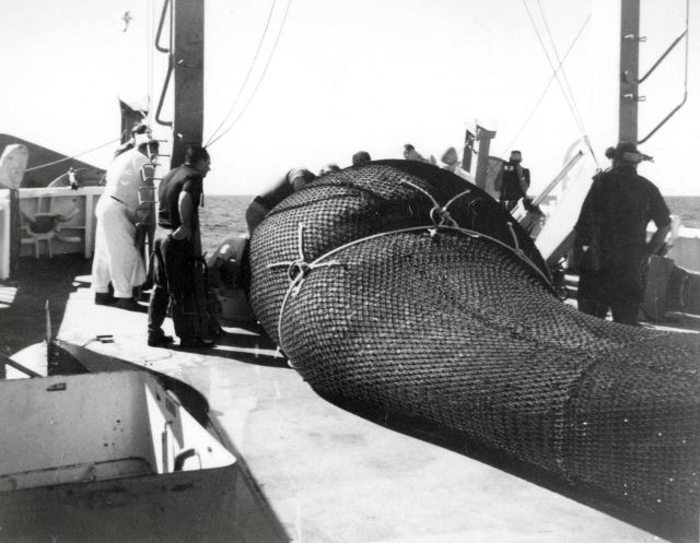 Cod end of large catch of swimming crabs taken onboard NOAA Ship DAVID STARR JORDAN. Picture