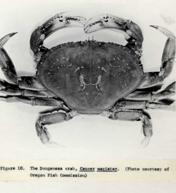 Dungeness crab (Cancer magister) FWS Fl 550 Picture