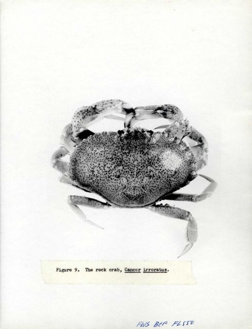 Rock crab (Cancer irroratus) Picture