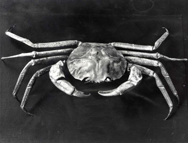 Red crab (Geryon quinquedens) Picture