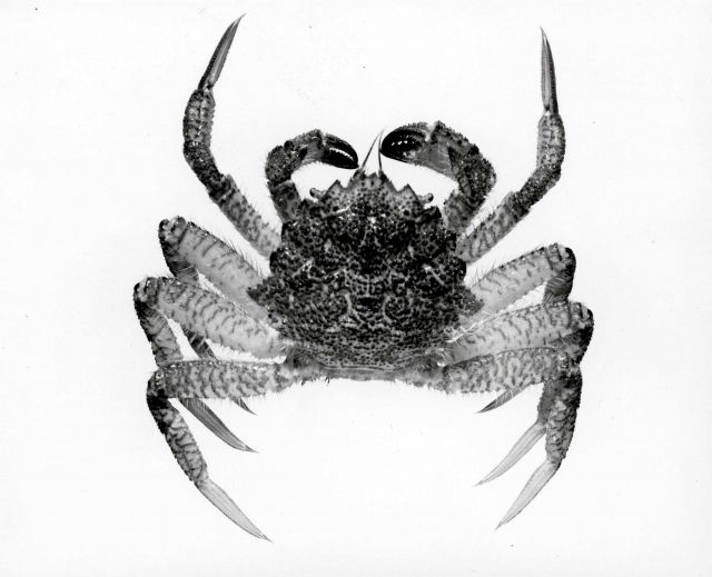 Male crab (Telmessus cheiragonus) Picture