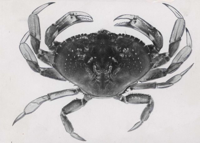 Dungeness crab Picture