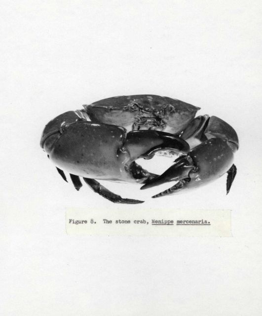 The stone crab (Menippe mercenaria) Picture