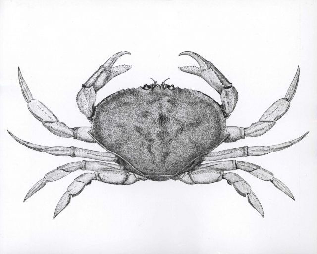 Dungeness crab (Cancer magister) (after Rathbun). Picture