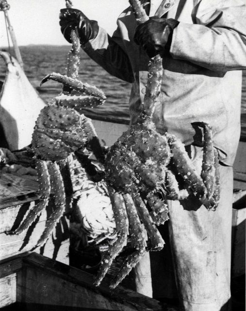 Walking legs of average sized king crabs taken commercially span three feet Picture