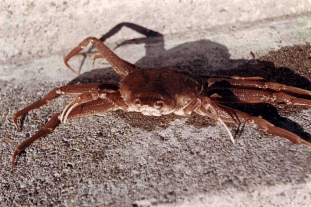 Tanner crab Picture