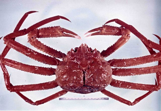 Tanner crab Picture