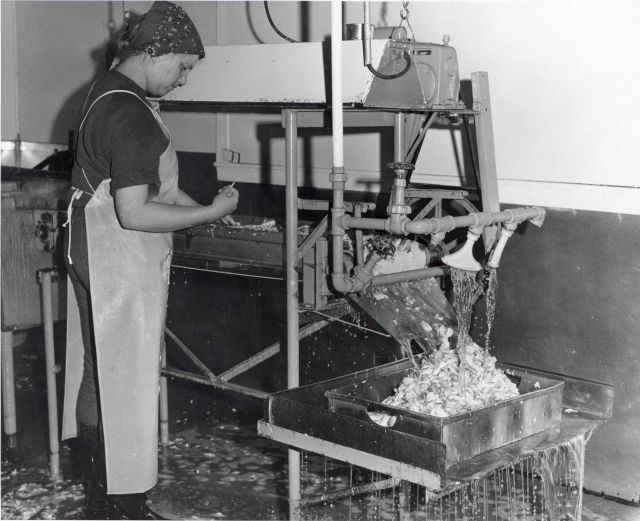 Crab meat is inspected and then given a final wash prior to canning at the Point Chehalis Packers. Picture