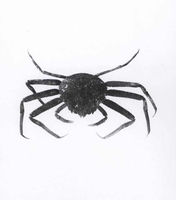 Subclass Malacostraca, order Decapoda, the tanner crab (Chionoectes tanneri) after Rees. Picture