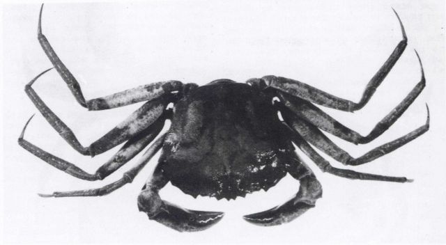 Subclass Malacostraca, order Decapoda, the deep sea red crab (Geryon quinquedens) after Rees. Picture