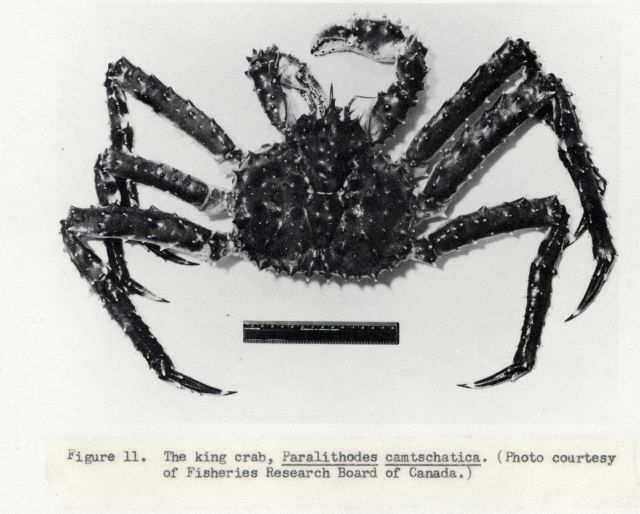 The king crab (Paralithodes camschatica) Picture