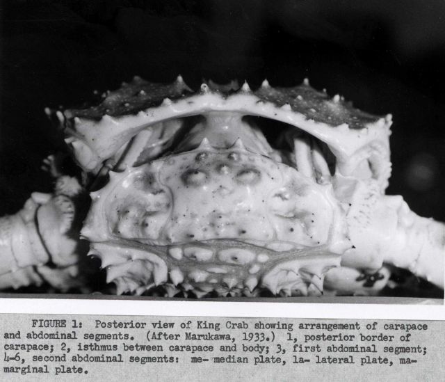 Posterior view of king crab showing arrangement of carapace and abdominal segments Picture