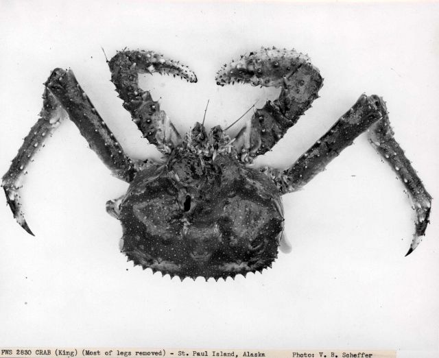 King crab with most of legs removed. Picture