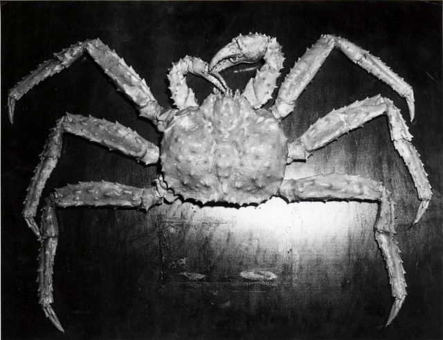 King crab Picture