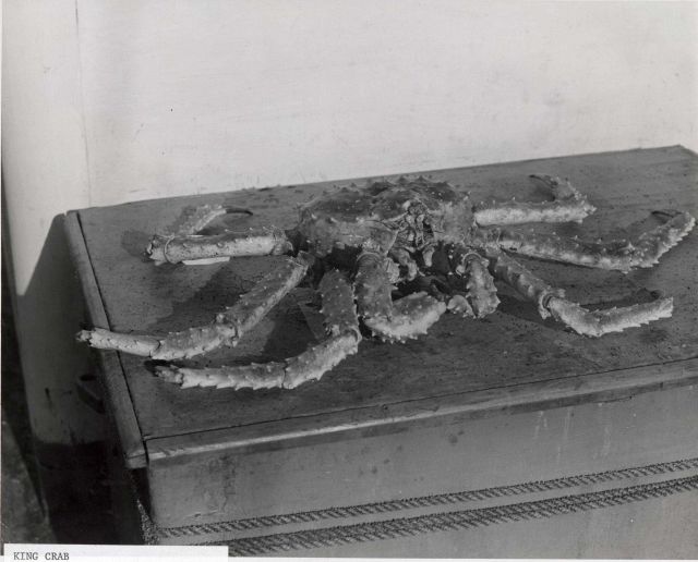 Close-up of Alaska king crab captured during FWS 1940 King Crab Expedition. Picture
