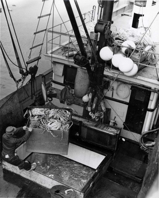 A container of king crab is unloaded from a catcher boat at the Point Chehalis Packers plant. Picture