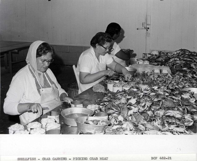 Picking crab meat from blue crab for canning. Picture