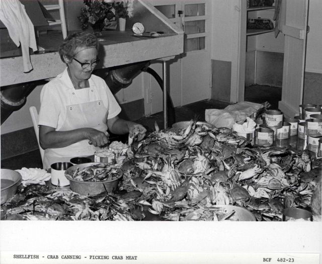 Picking crab meat from blue crab for canning. Picture
