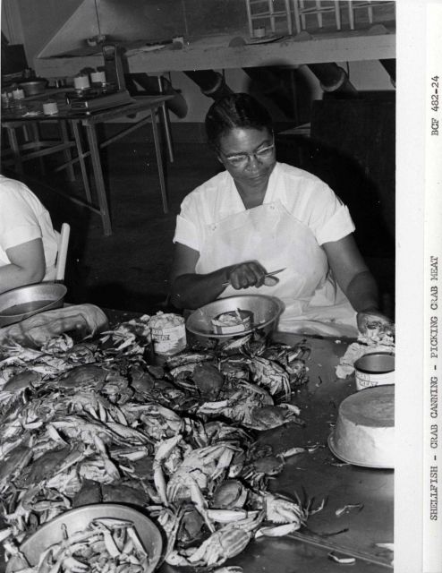 Picking crab meat from blue crab for canning. Picture