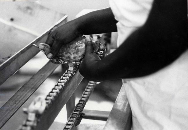 Preparing crab for placement on what appears to be a variant of CRABMAC II for cleaning and debacking. Picture