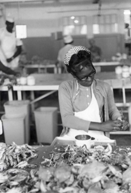 Picking crab meat at cannery Picture
