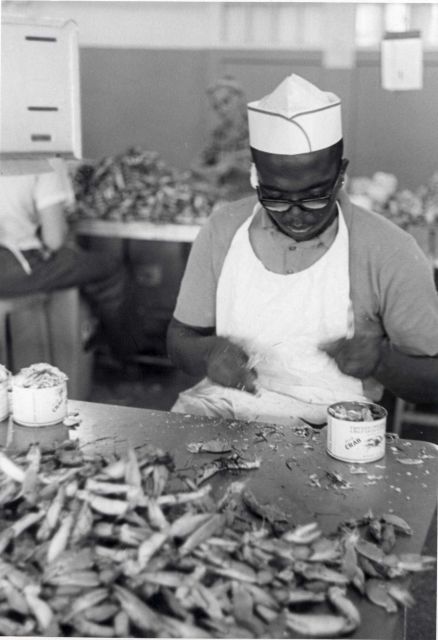 Picking crab meat at cannery Picture