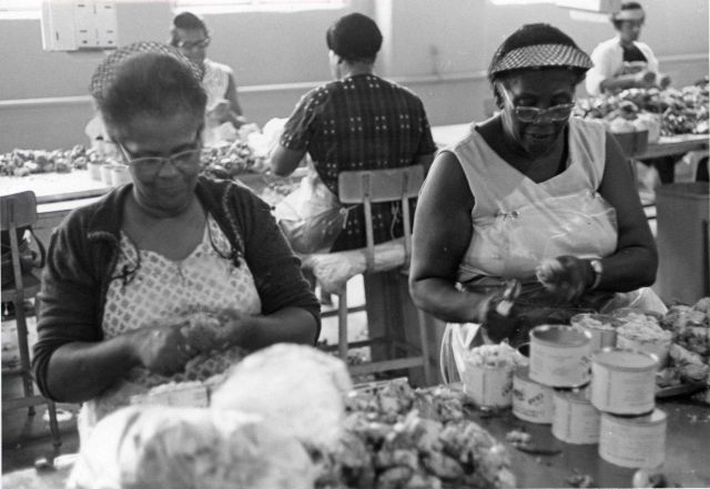 Picking crab meat at cannery Picture