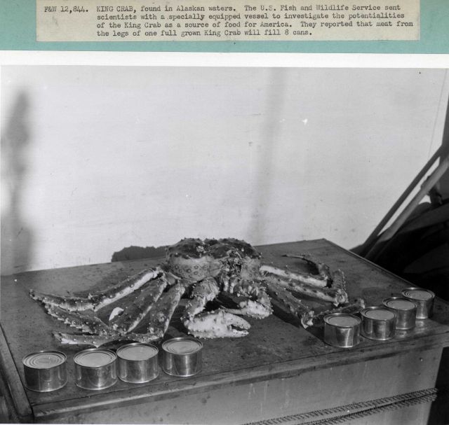 King crab found in Alaskan waters Picture