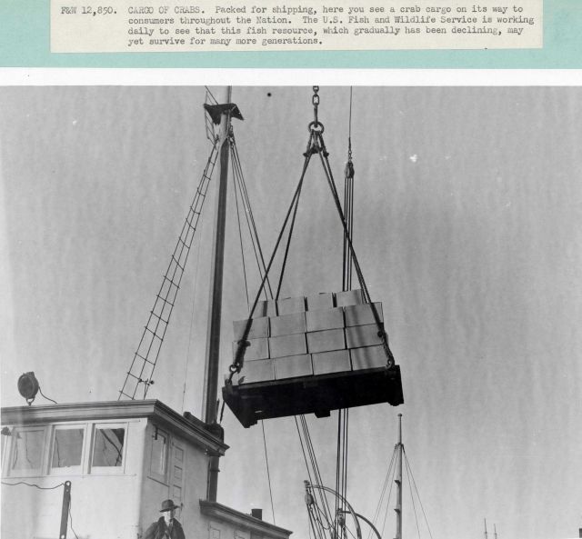 Cargo of crabs Picture