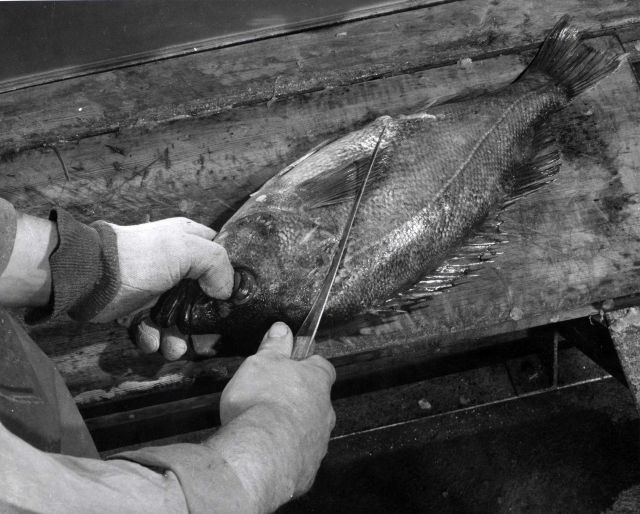 How to fillet rockfish - First cut - Hold knife diagonally close to the head Picture